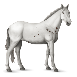 cheval de selle knabstrup few spots alezan