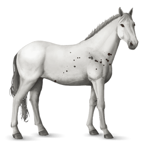cheval de selle mustang spotted alezan brûlé