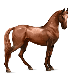 cheval de selle marwari alezan