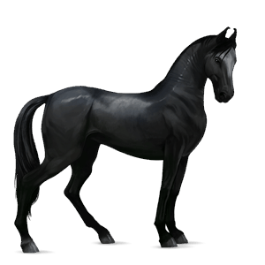 cheval de selle marwari noir