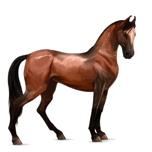 cheval de selle marwari bai cerise