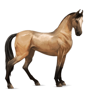 cheval de selle cheval islandais alezan crins lavés