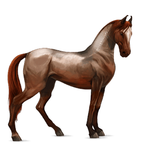 cheval de selle pure race espagnole gris clair