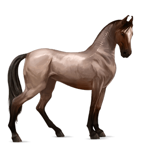 cheval de selle akhal-téké rouan