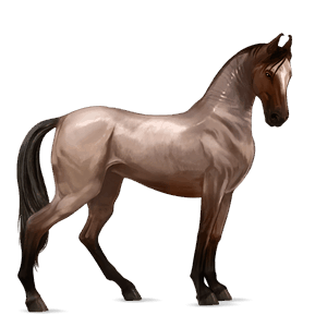 cheval de selle pure race espagnole gris clair