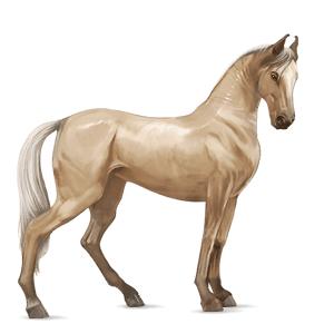 cheval de selle marwari isabelle