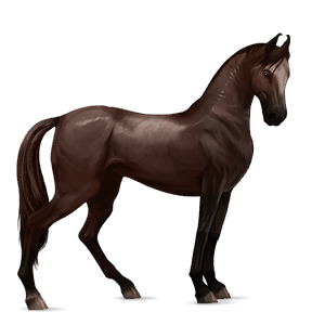 cheval de selle marwari alezan brûlé