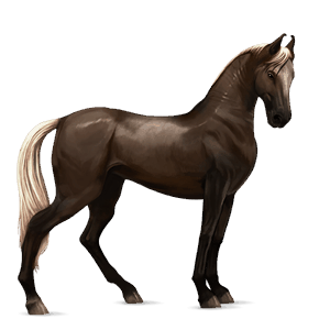 cheval de selle marwari alezan brûlé crins lavés