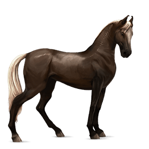 cheval de selle marwari alezan brûlé