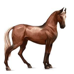 cheval de selle marwari alezan crins lavés