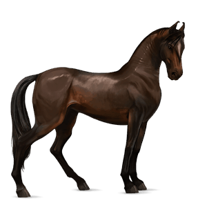 cheval de selle marwari bai brûlé