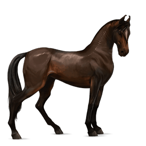 cheval de selle trakehner bai brûlé