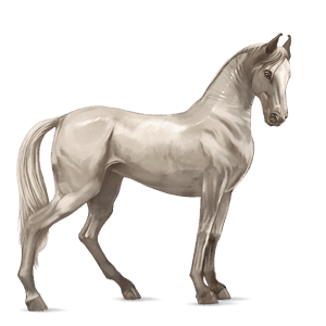 cheval de selle marwari cremello