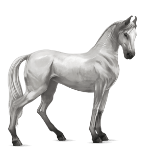 cheval de selle pur-sang anglais bai cerise