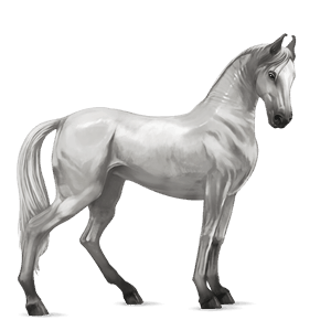 cheval de selle arabe gris clair