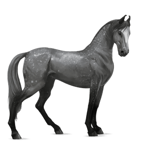 cheval de selle morgan gris clair