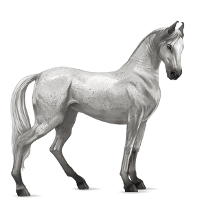 cheval de selle marwari noir