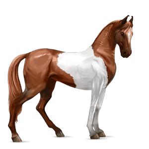 cheval de selle marwari pie tobiano alezan