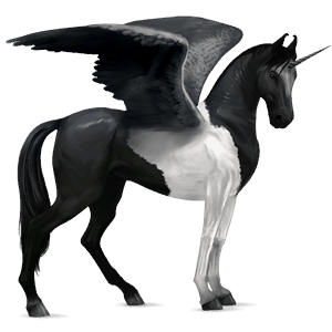 licorne de selle ailée marwari pie noir tobiano