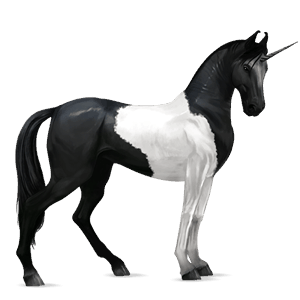 licorne de selle marwari pie noir tobiano