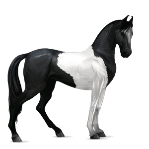 cheval de selle marwari isabelle