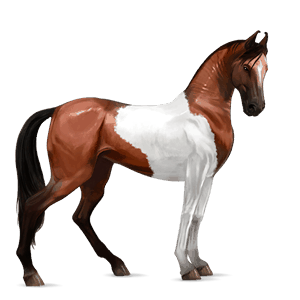 cheval de selle marwari pie tobiano alezan