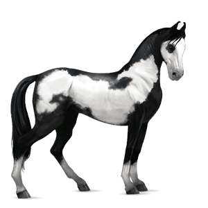 cheval de selle marwari pie overo noir