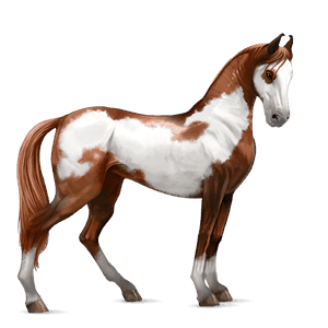 cheval de selle marwari alezan