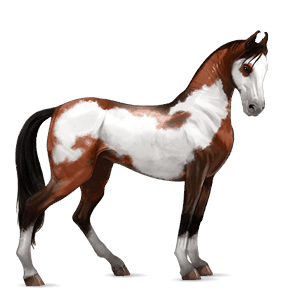 cheval de selle marwari pie overo bai cerise