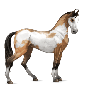 cheval de selle pur-sang anglais bai