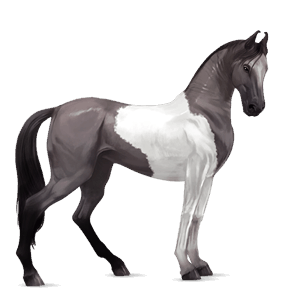 cheval de selle arabe alezan brûlé crins lavés