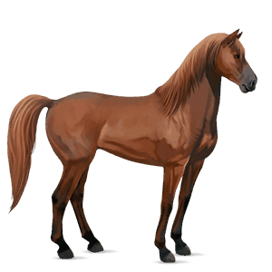 cheval de selle mustang alezan