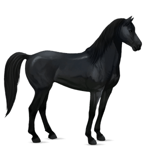 cheval de selle hunter irlandais noir