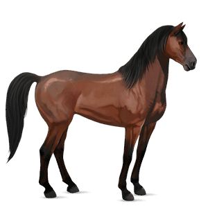 cheval de selle pur-sang anglais gris pommelé