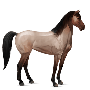 cheval de selle arabe alezan