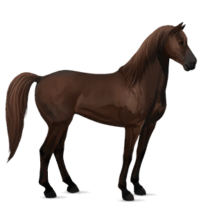 cheval de selle trotteur français bai