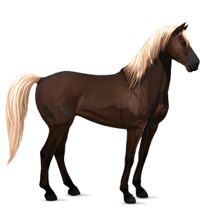 cheval de selle arabe alezan brûlé