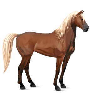 cheval de selle quarter horse bai brûlé