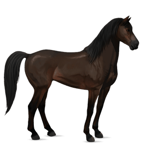 cheval de selle marwari isabelle
