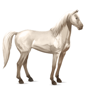 cheval de selle arabe gris pommelé