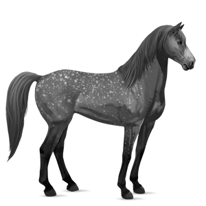 cheval de selle arabe bai