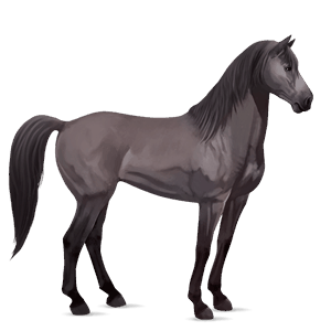 cheval de selle mustang gris souris
