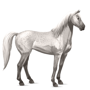 cheval de selle mustang few spots noir