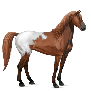 cheval de selle camargue gris pommelé