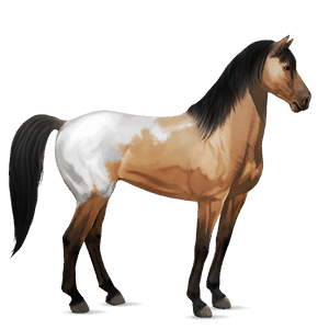cheval de selle konik polski gris clair