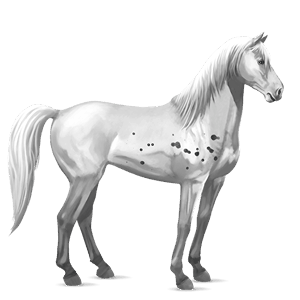 cheval de selle criollo argentin bai