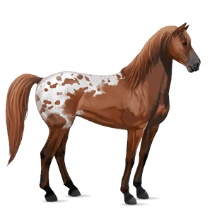 cheval de selle arabe alezan