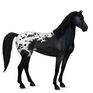 cheval de selle mustang blanket alezan