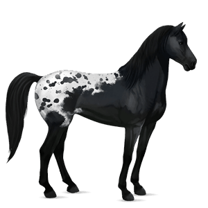 cheval de selle mustang spotted noir