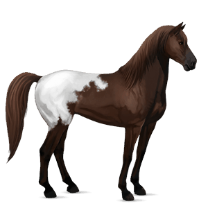 cheval de selle mustang blanket alezan brûlé